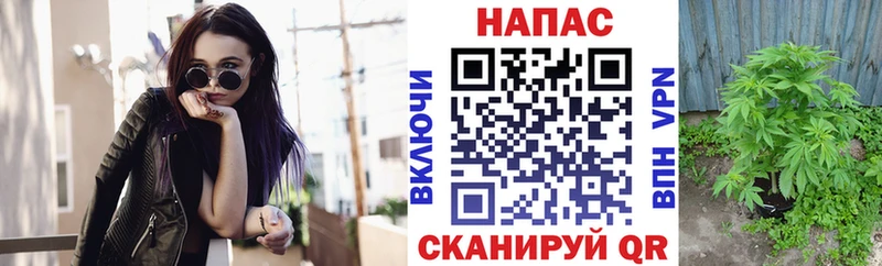 Бошки марихуана марихуана Кувшиново